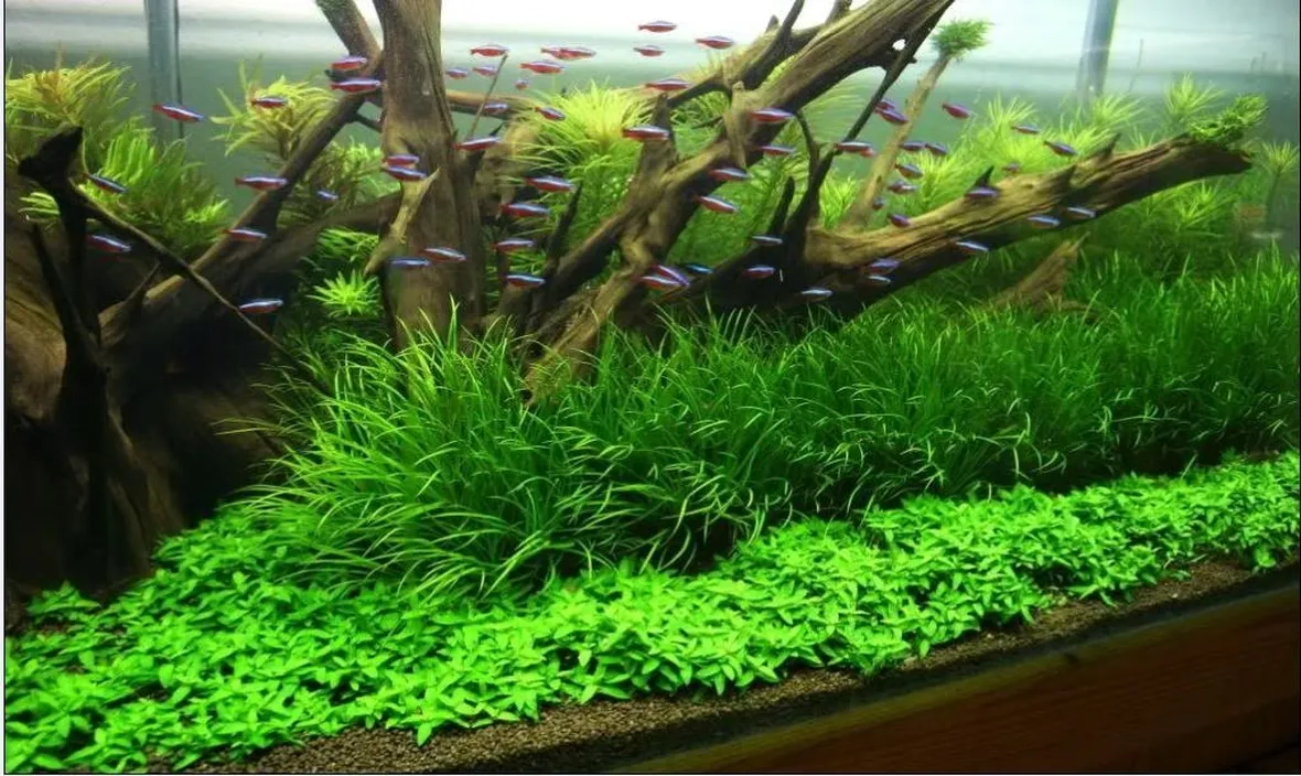 In un acquario, le piante sono un importante elemento d'arredo