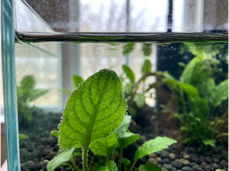 Perché le piante d'acquario soffrono quando le giornate si accorciano