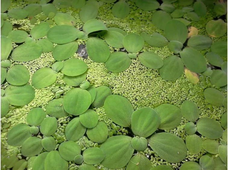 Foglie di lemna sul pelo dell'acqua