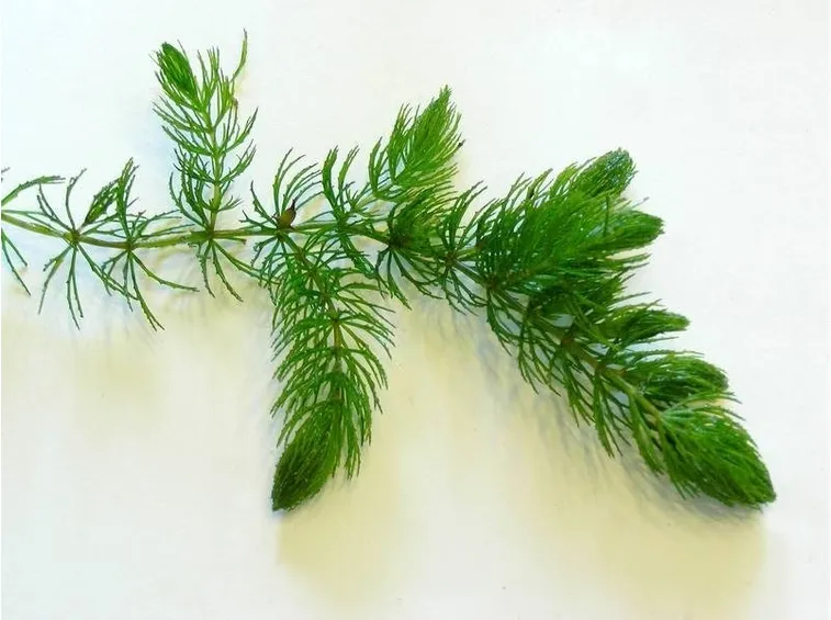 Dettaglio di Ceratophyllum Demersum