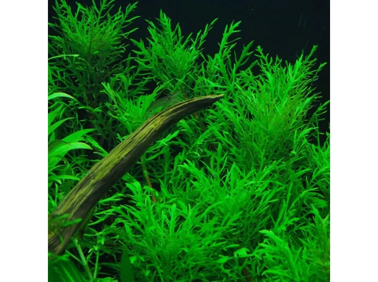Hygrophila Difformis, regina delle piante emerse
