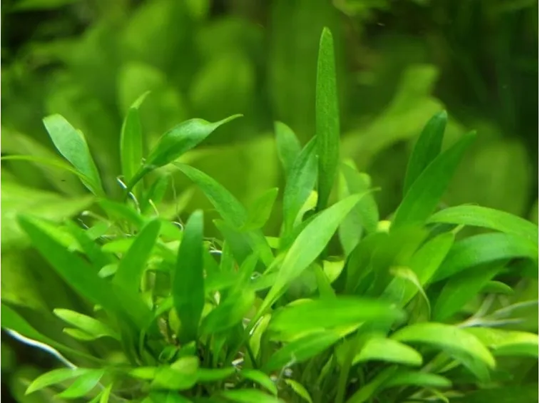 Esemplare di Cryptocoryne