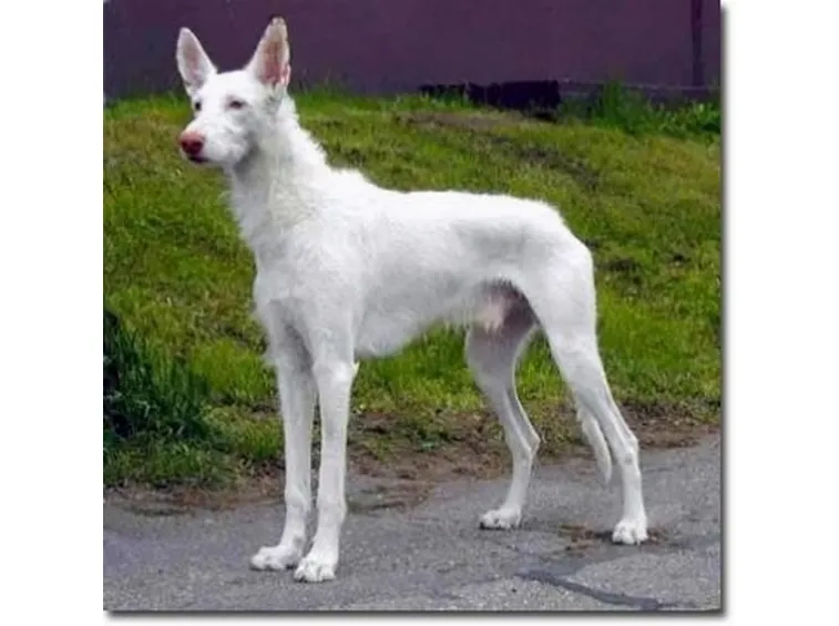 foto del podenco ibicenco