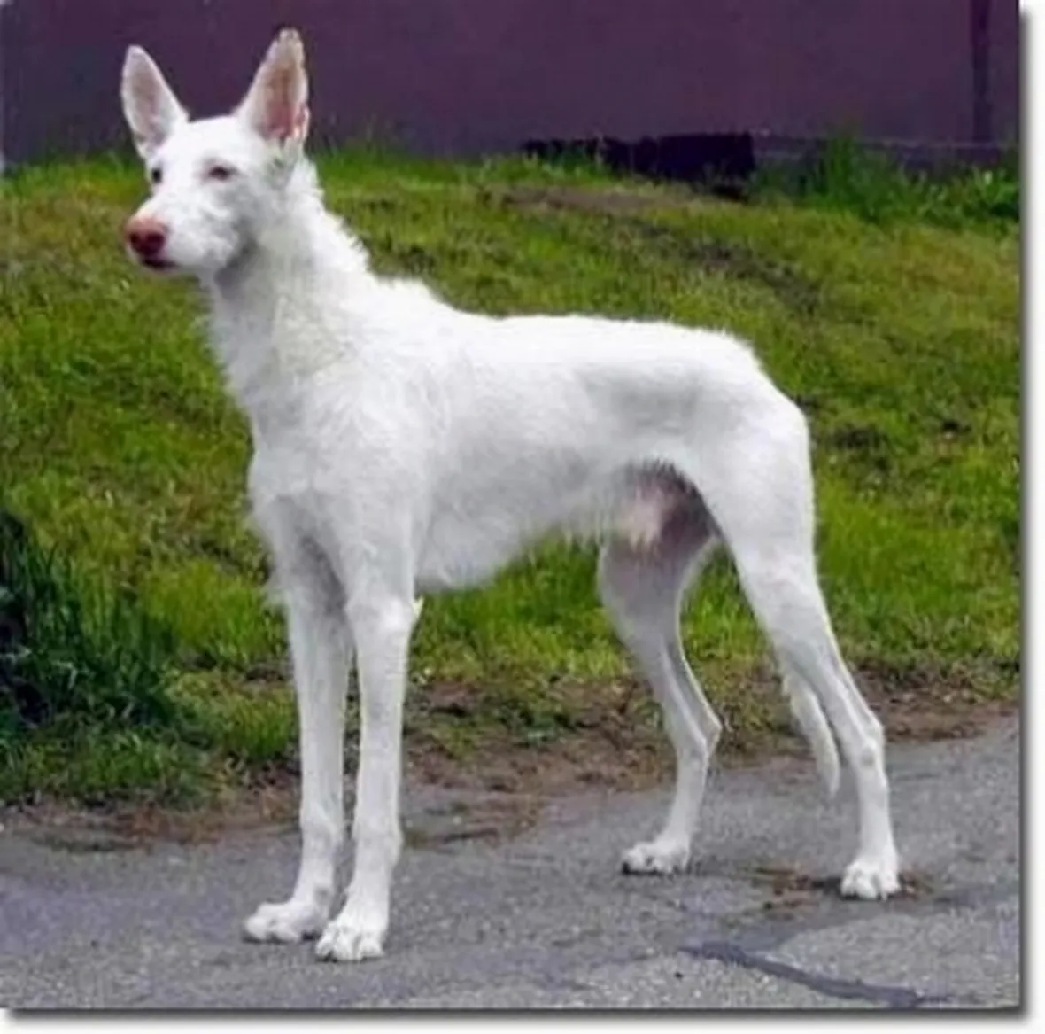 foto del podenco ibicenco