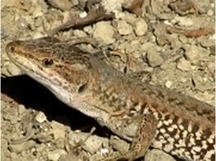 lucertola muraiola