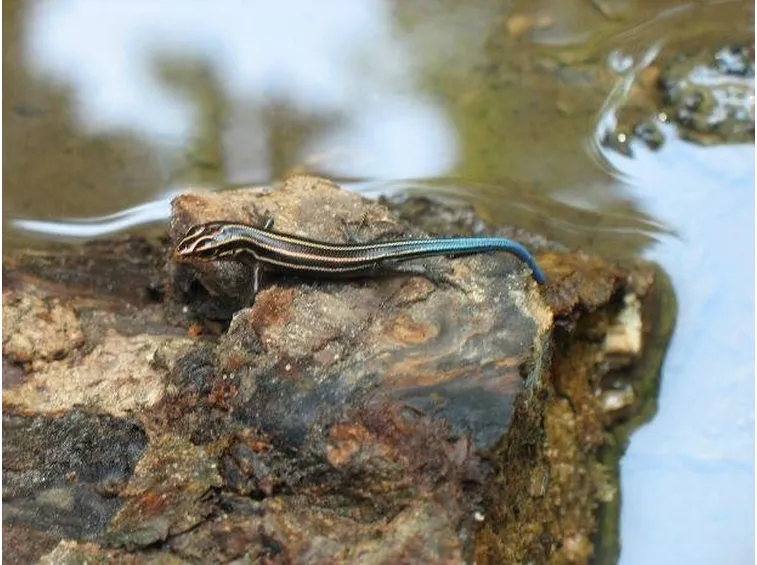 luscengola