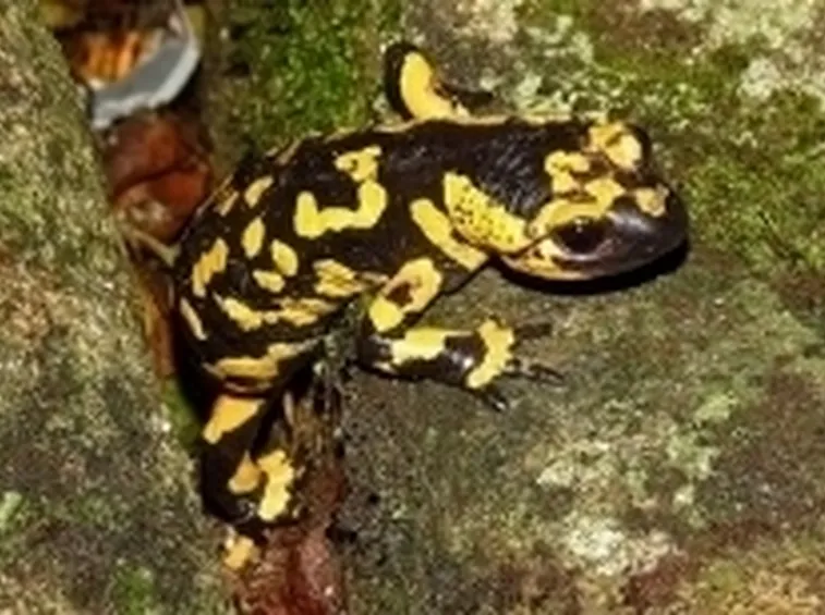 salamandra pezzata