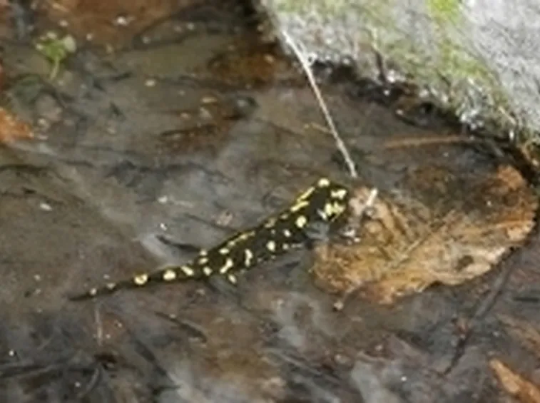salamandra