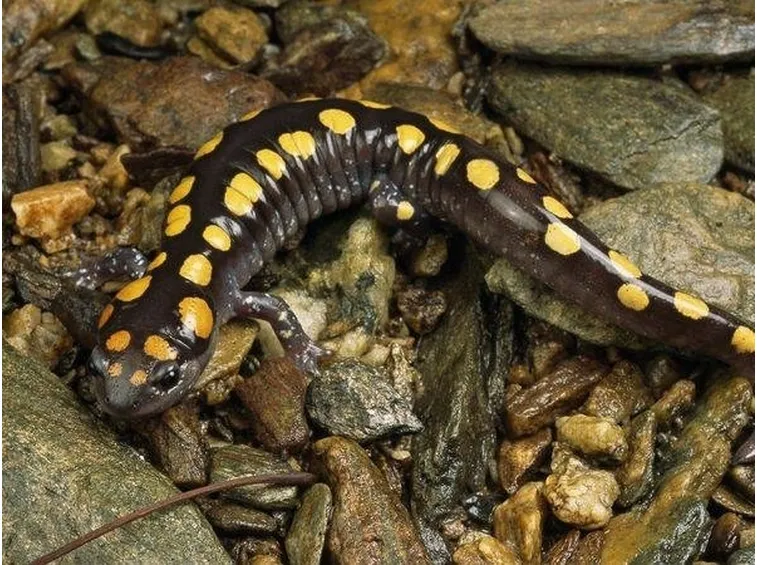 salamandra