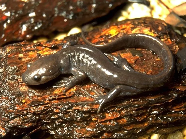 salamandra marrone