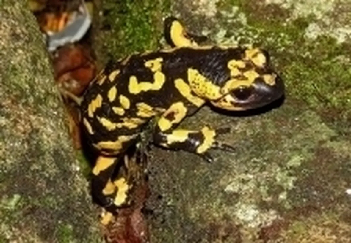salamandra pezzata