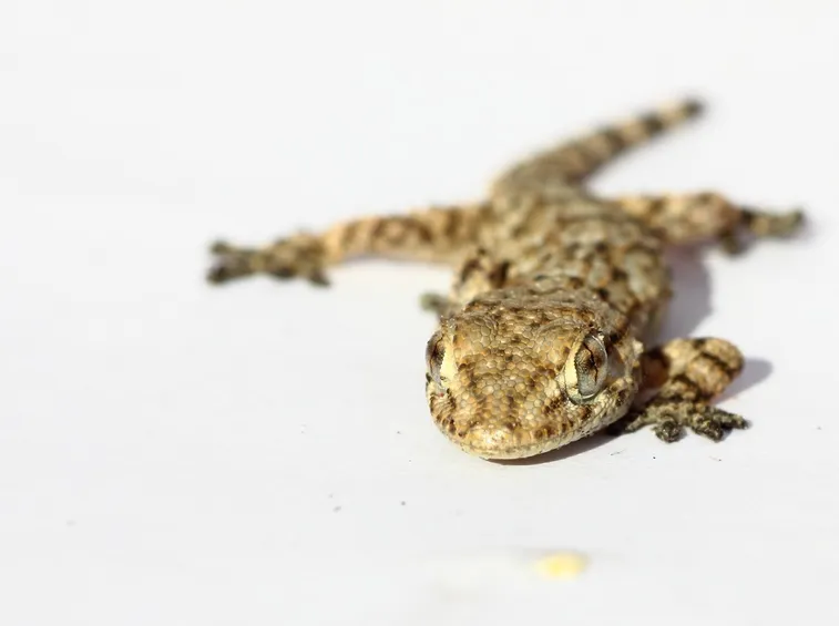 gekko