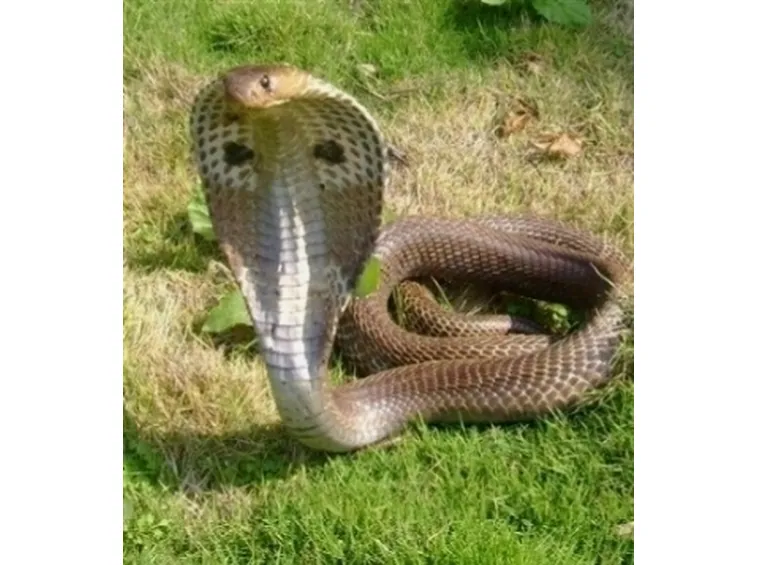 cobra