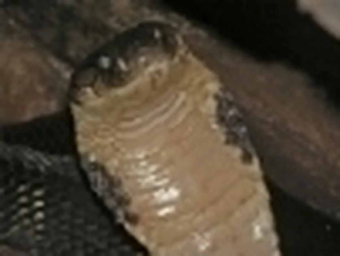 cobra reale