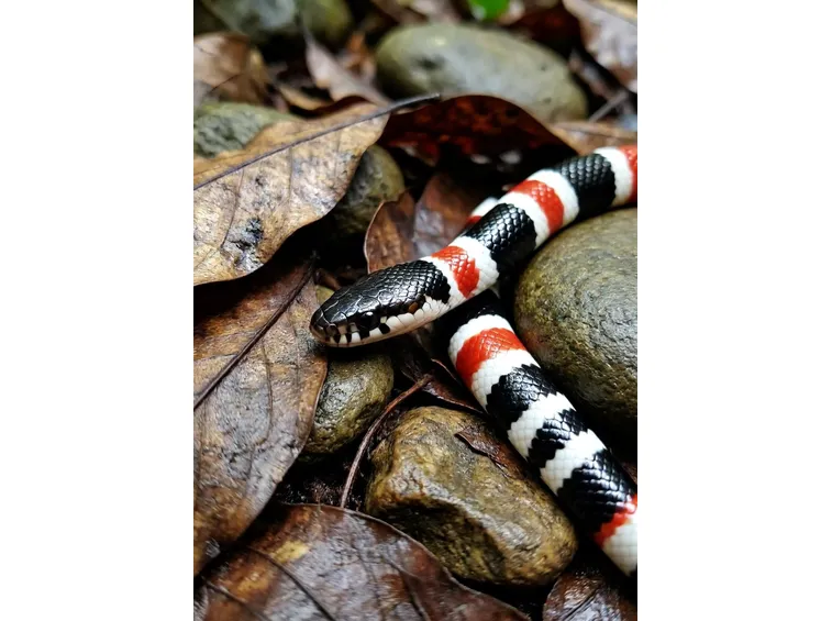 Falso serpente corallo