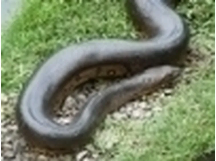 Anaconda