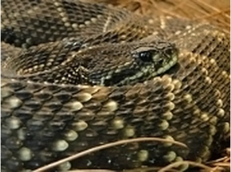 Cobra reale