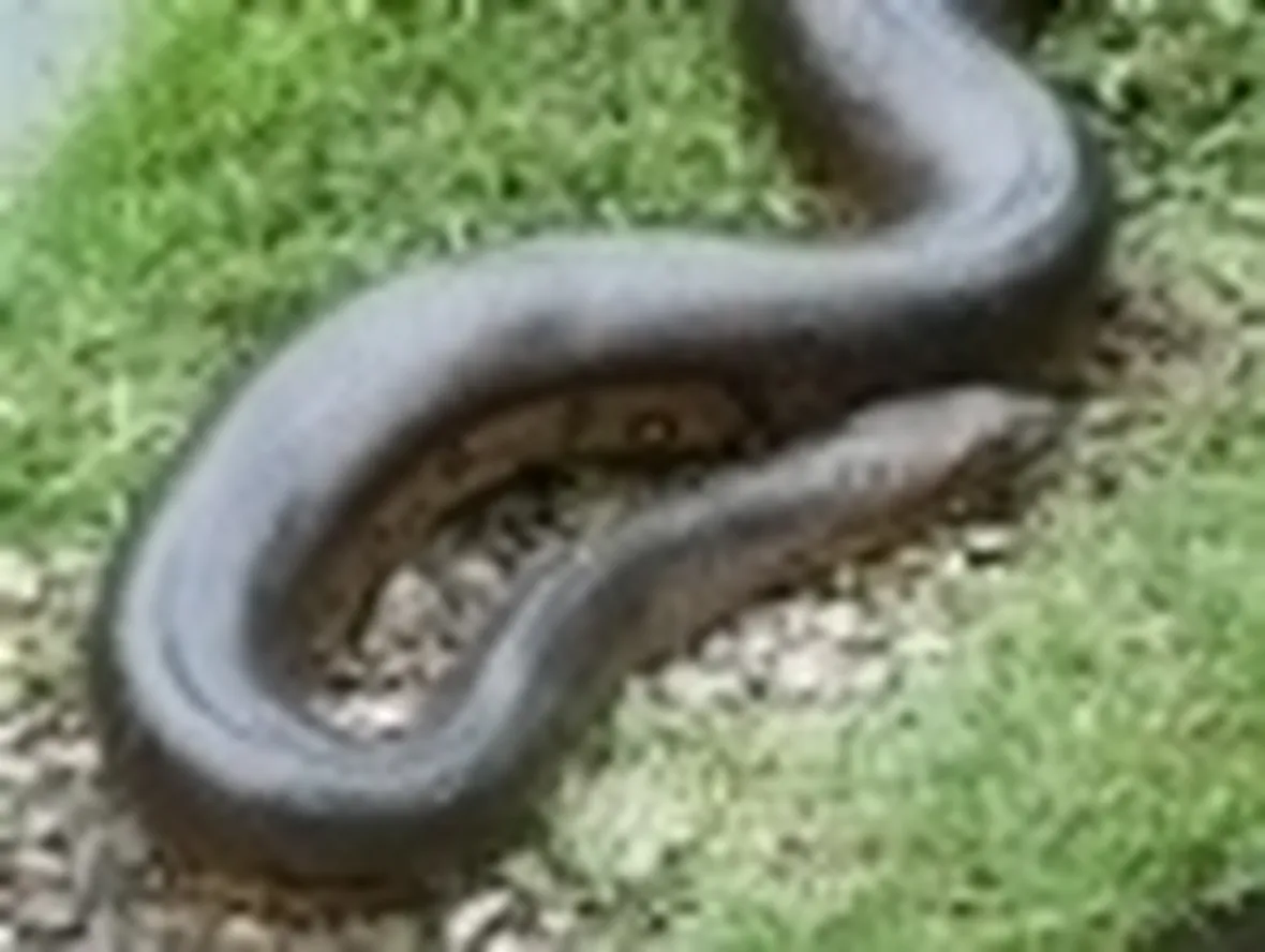 Anaconda