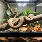 Perché meno luce e meno caldo tolgono l'appetito al serpente