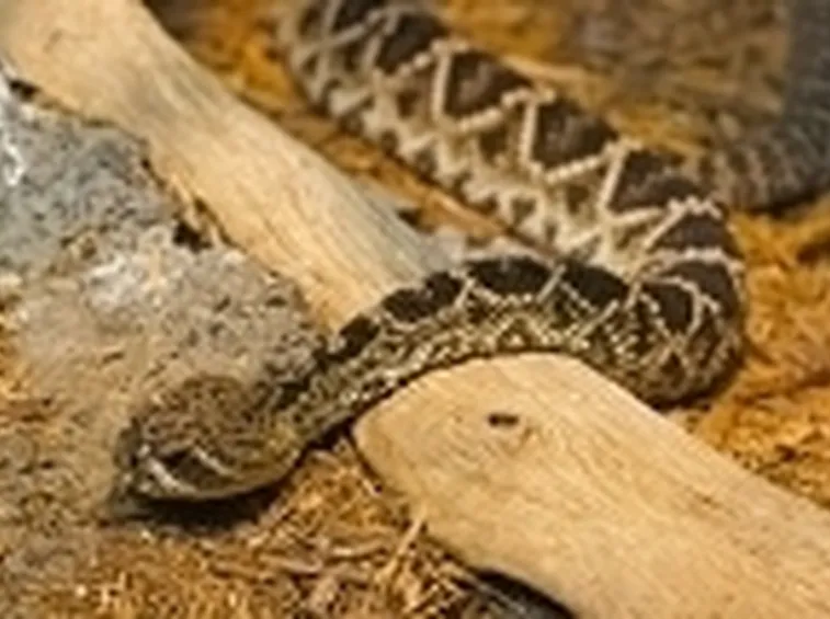 vipera