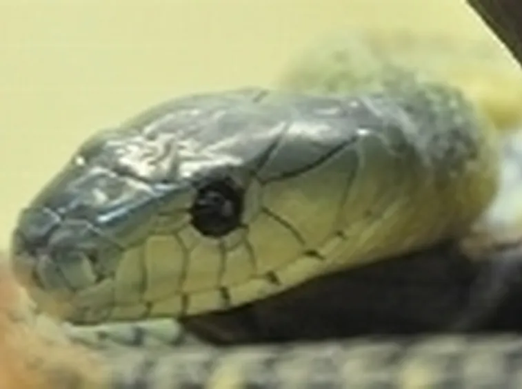 black mamba