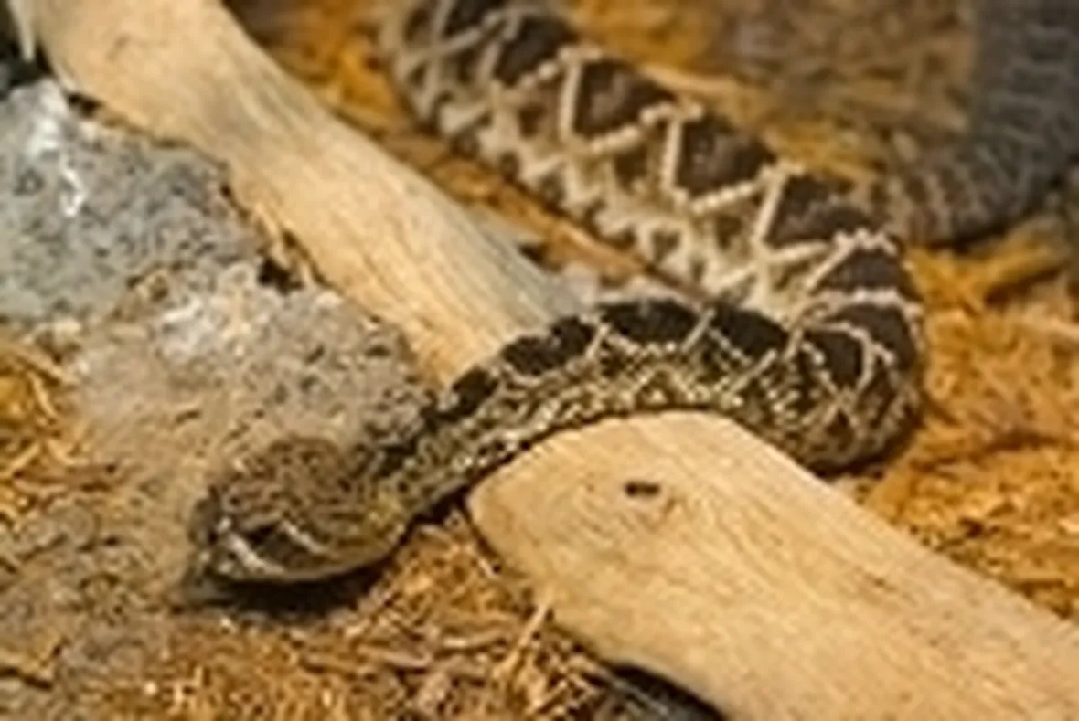 vipera