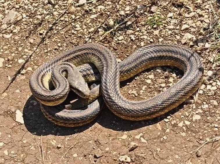 Esemplare di serpente cervone