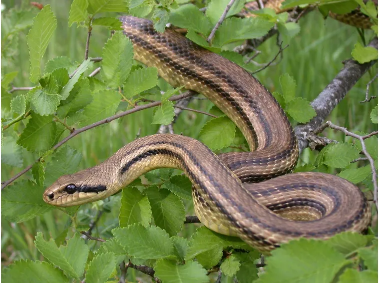 Serpente cervone