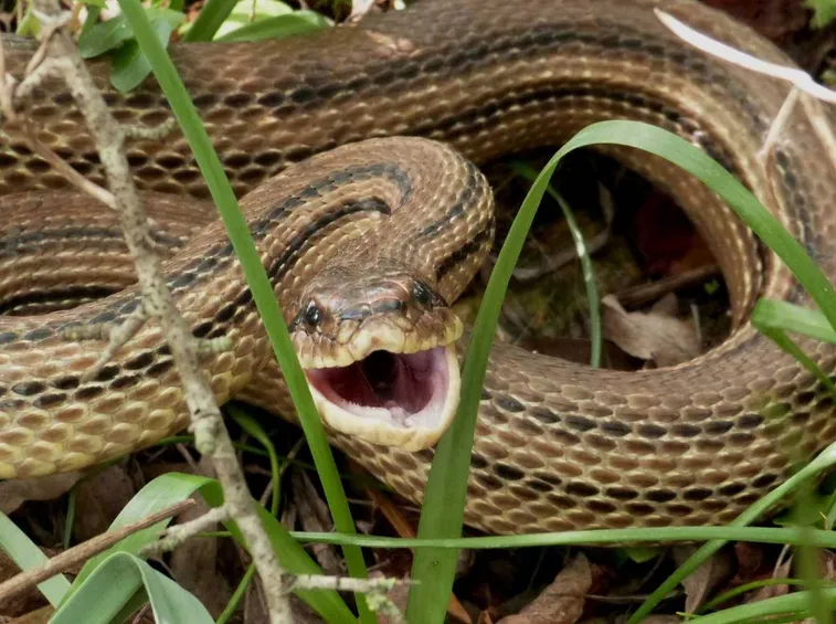 Esemplare di serpente cervone