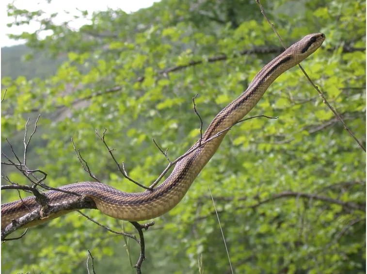 Serpente cervone