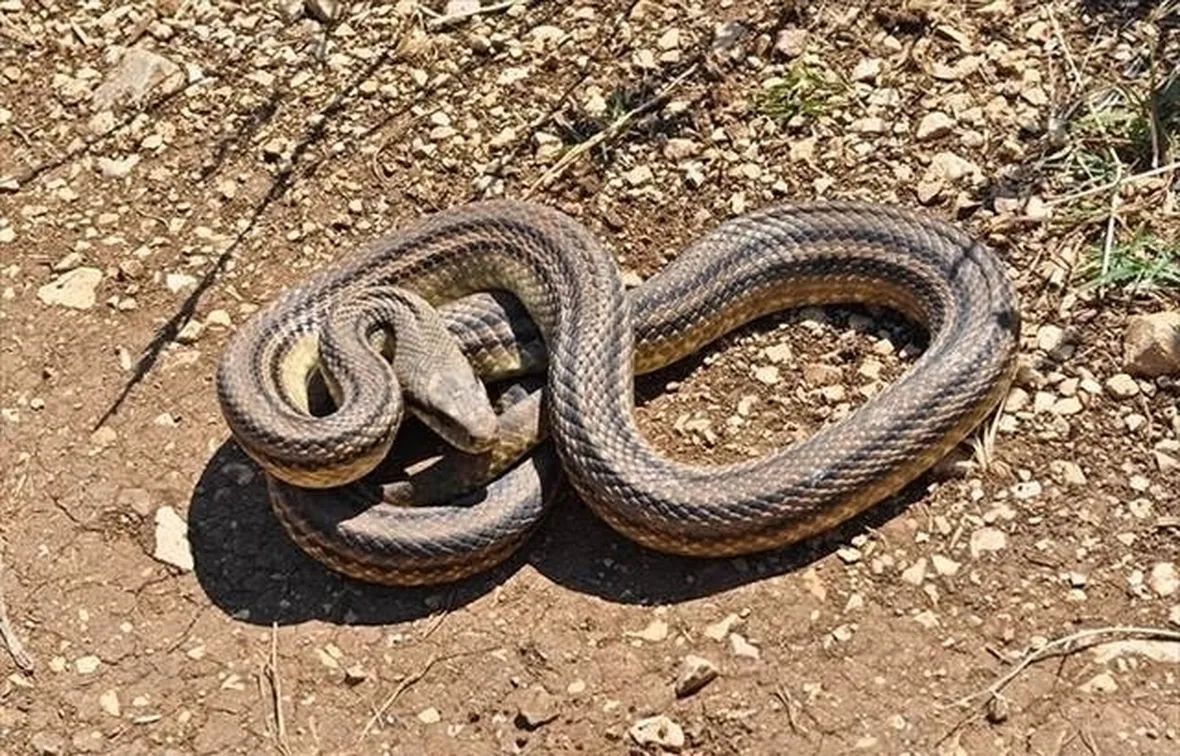 Esemplare di serpente cervone