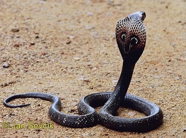 Serpente cobra