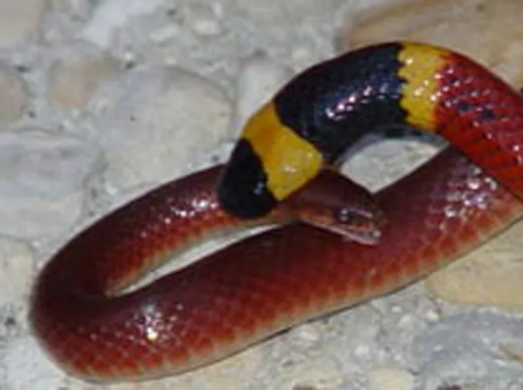Cobra corallo e la sua preda