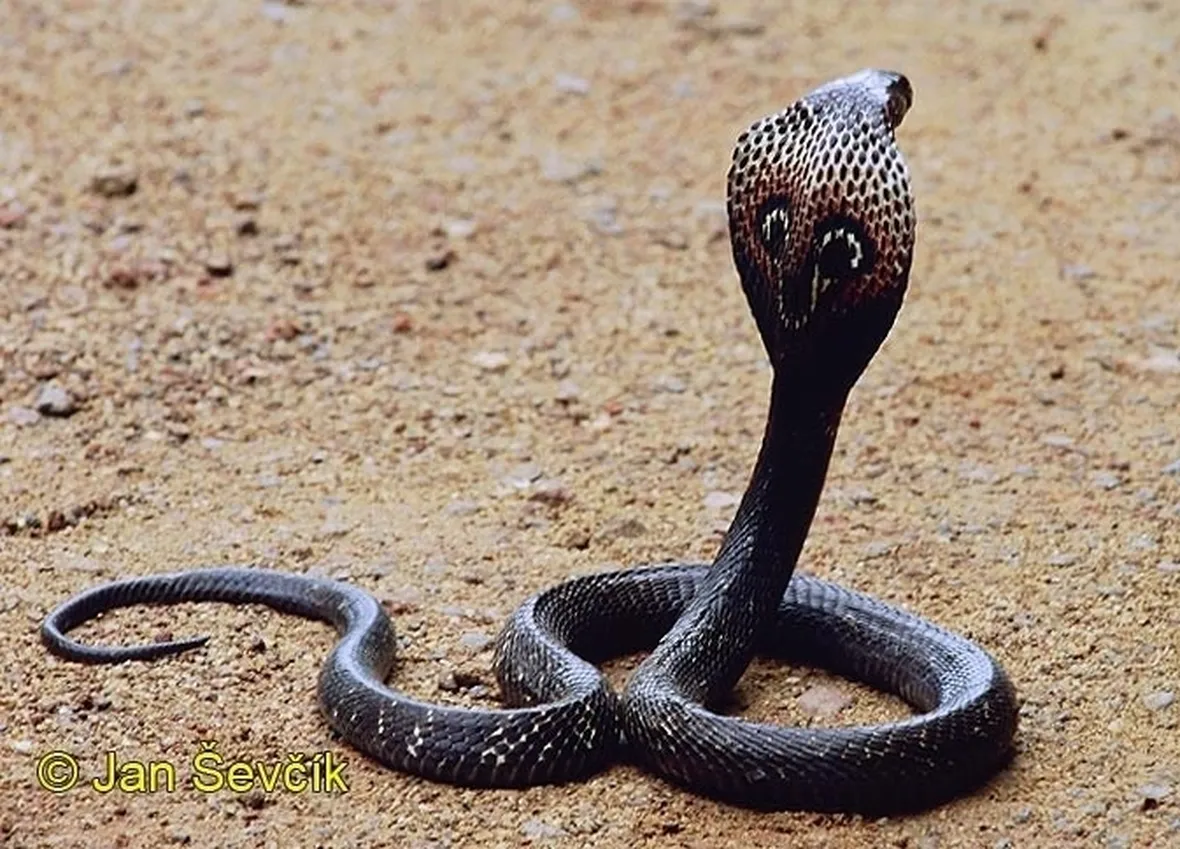 Serpente cobra