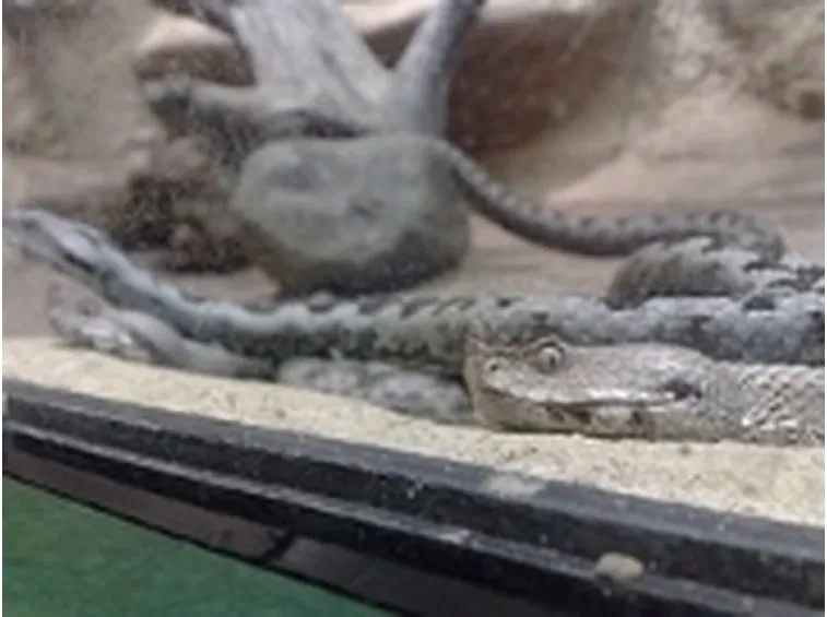 vipera del corno
