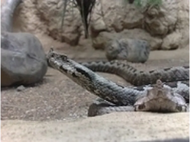 vipera del corno