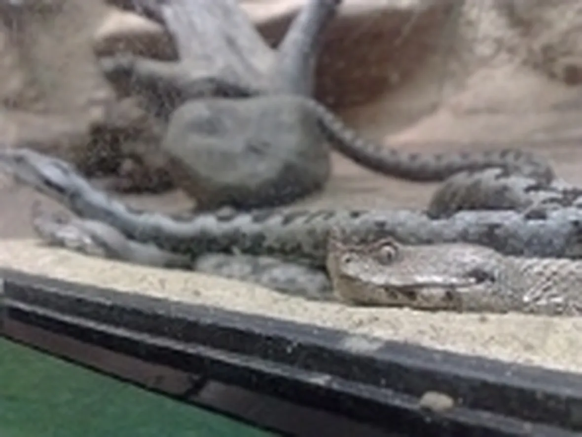 vipera del corno