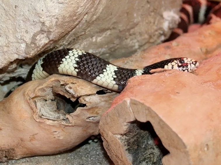 Esemplare di Lampropeltis triangulum
