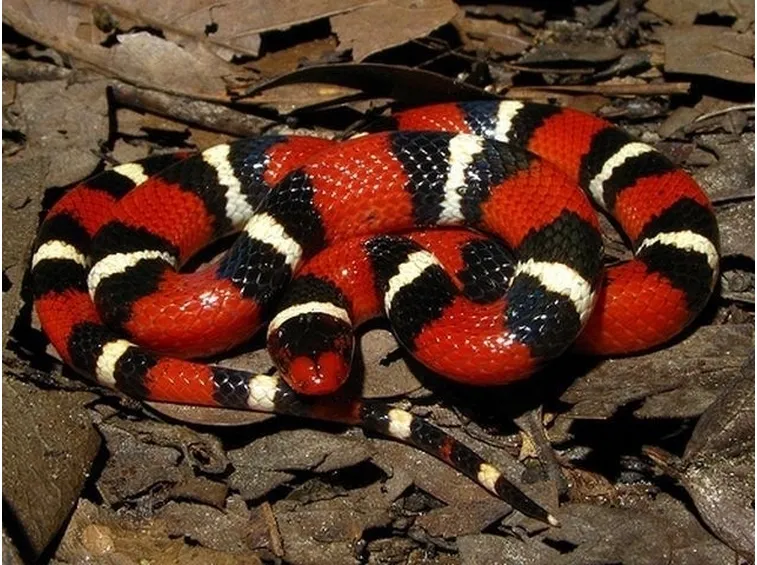 Esemplare di serpente velenoso