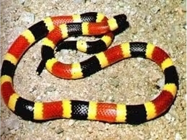 Esemplare di serpente del latte
