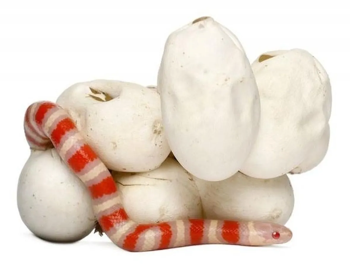 Esempio di serpente del latte