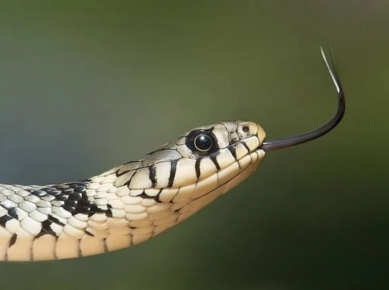 serpente gatto