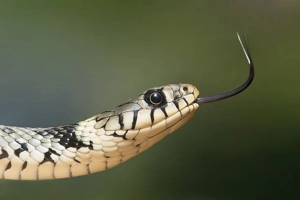 serpente gatto
