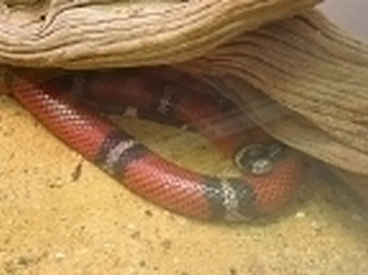 Lampropeltis nel terrario