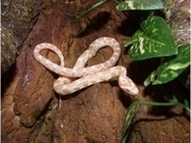 Elaphe