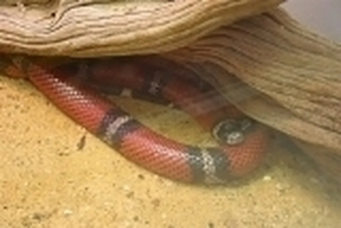 Lampropeltis nel terrario