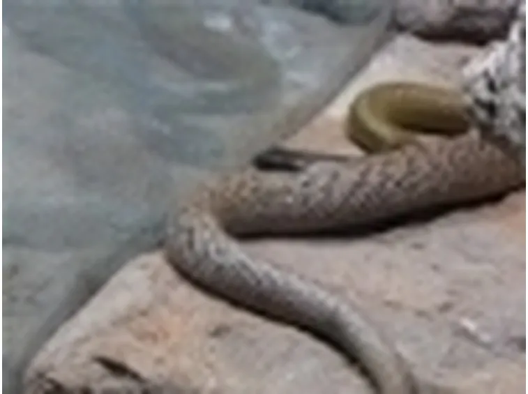Taipan dell'interno