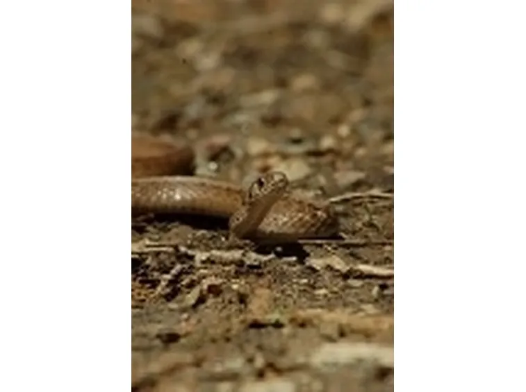 Serpente bruno