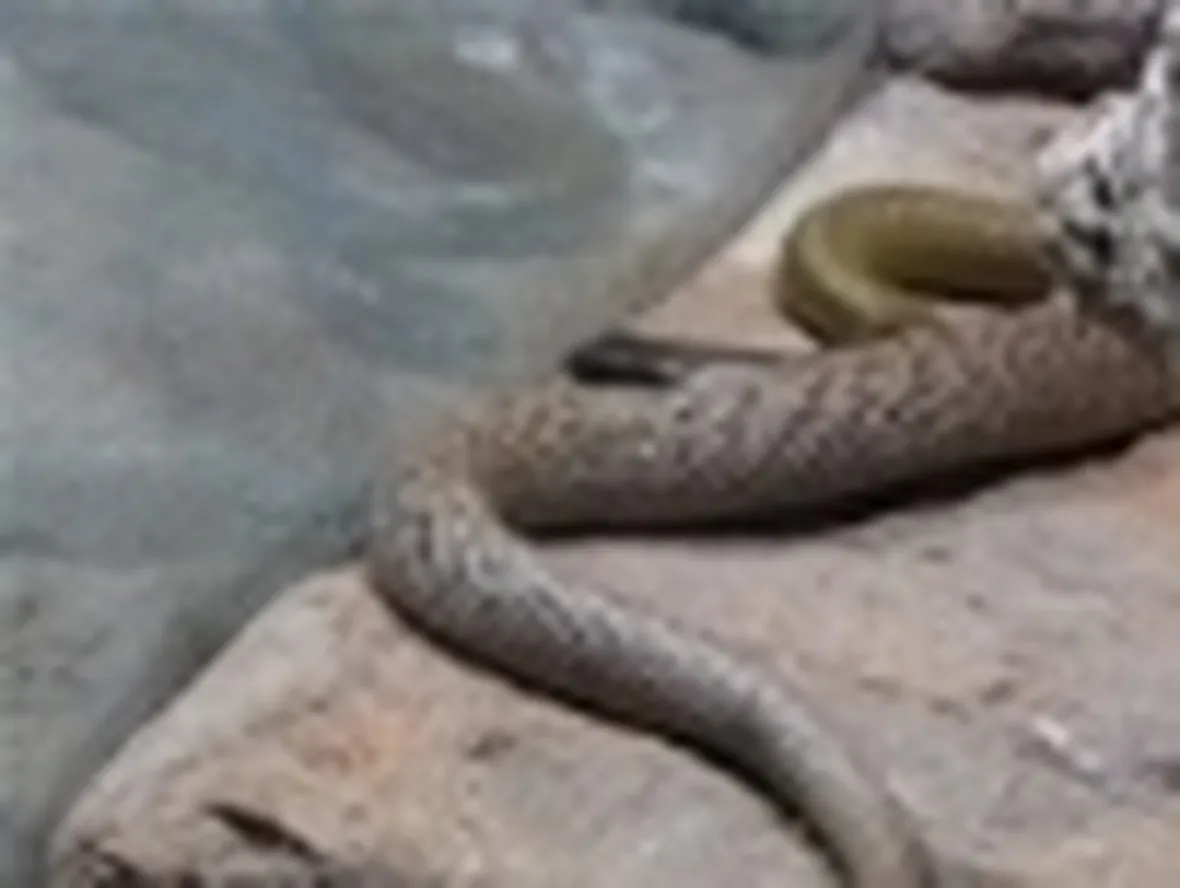 Taipan dell'interno