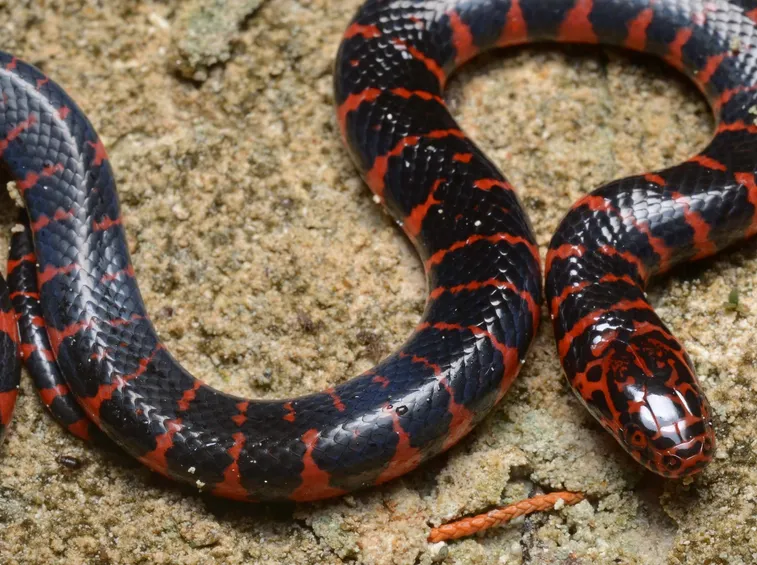 Serpente
